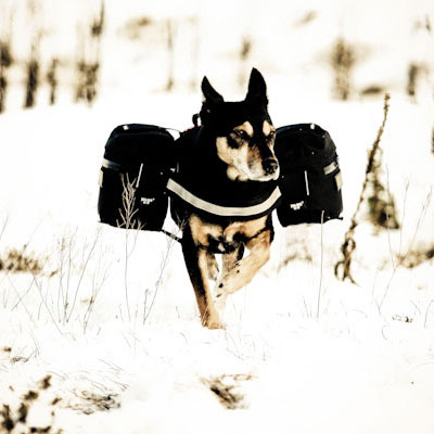 ラキスラティス　Julius-K9