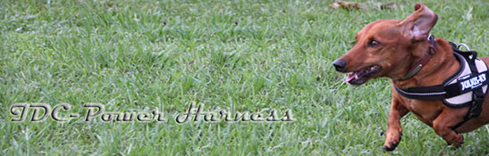 ドッグ ハーネス イメージ