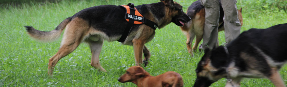 Lakis Latis - Power Harness