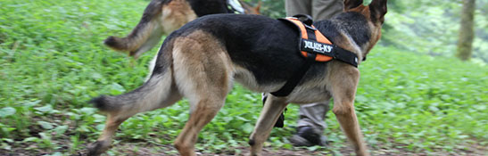 Lakis Latis - Belt Harness