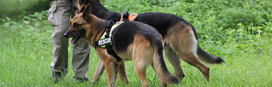 ドッグ ハーネス イメージ