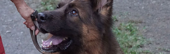 Lakis Latis - Escape