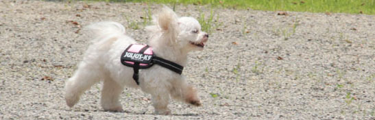 ドッグ ハーネス イメージ