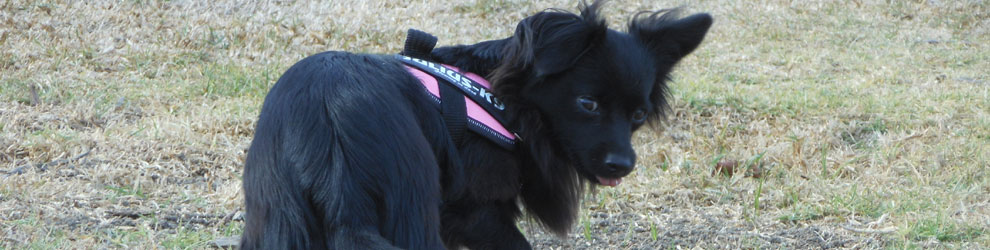 Lakis Latis - IDC Lumin Leash