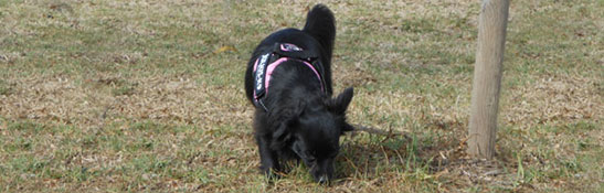 Lakis Latis - ドッグ ハーネス イメージ