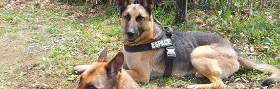 ドッグ ハーネス イメージ