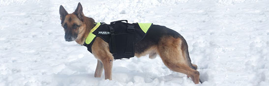 ドッグ ハーネス イメージ