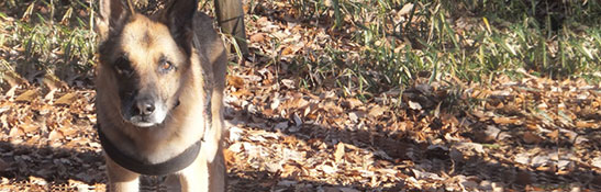 ドッグ ハーネス イメージ