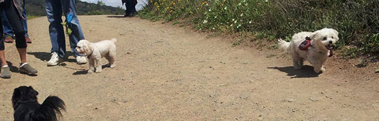 ドッグ ハーネス イメージ