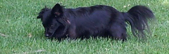 ドッグ ハーネス イメージ