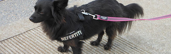 ドッグ ハーネス イメージ