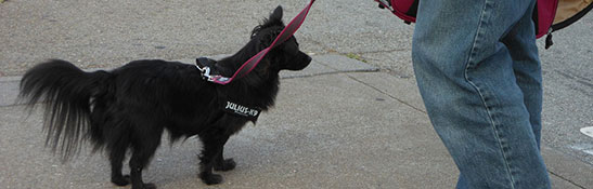 Lakis Latis - Anti Slip Leash