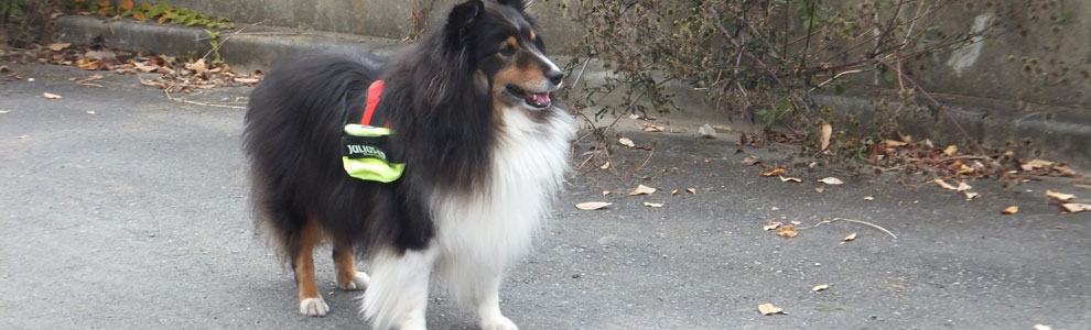 Lakis Latis - Power Harness