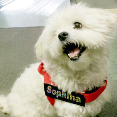 ベルトハーネス