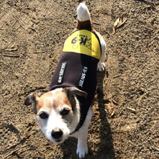 ドッグジャケット(ネオプレン素材)