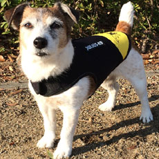 ドッグジャケット(ネオプレン素材)