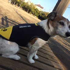 ドッグジャケット(ネオプレン素材)