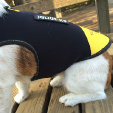 ドッグジャケット(ネオプレン素材)