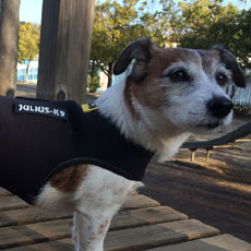 ドッグジャケット(ネオプレン素材)