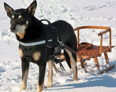 ラキスラティス　オンラインストアー