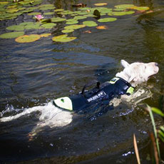 Belt Harness ブルー